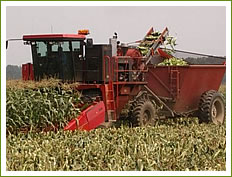 big farm mobile harvest help fertile corn